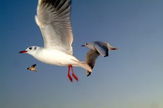 DSCF2613.jpg